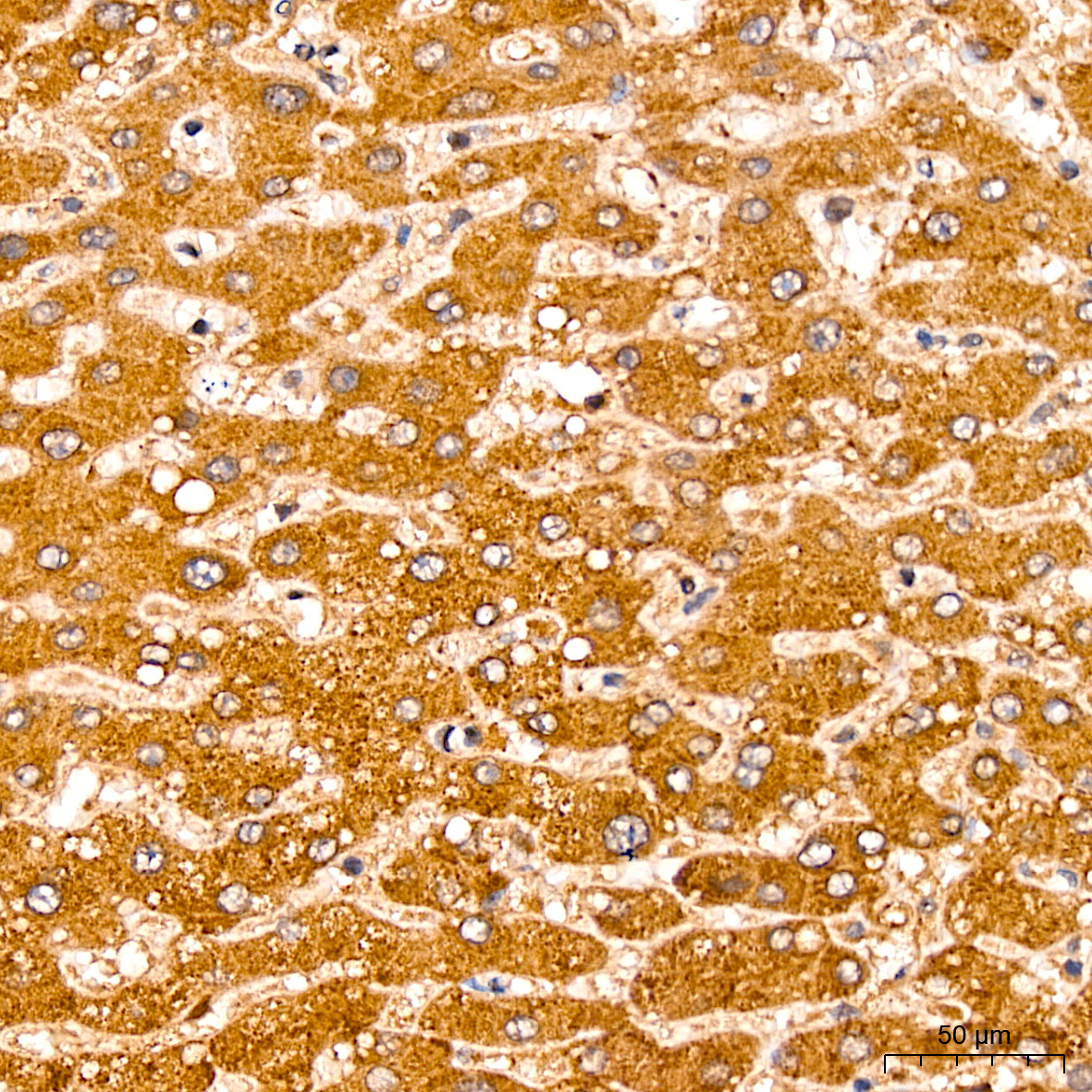 CNBP Rabbit Polyclonal Antibody - Image 3