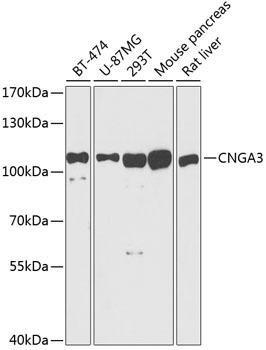CNGA3 Rabbit Polyclonal Antibody