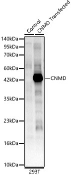 CNMD Rabbit Polyclonal Antibody
