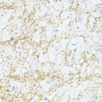 CNPase Rabbit Polyclonal Antibody - Image 2