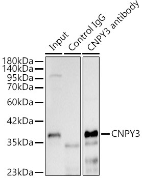CNPY3 Rabbit Polyclonal Antibody - Image 3