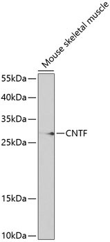 CNTF Rabbit Polyclonal Antibody