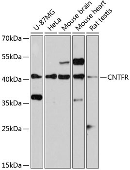 CNTFR Rabbit Polyclonal Antibody