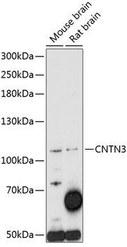 CNTN3 Rabbit Polyclonal Antibody