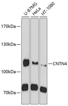 CNTN4 Rabbit Polyclonal Antibody