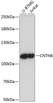 CNTN6 Rabbit Polyclonal Antibody