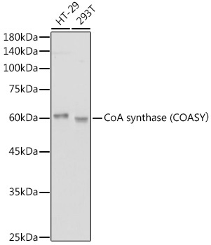 CoA synthase (COASY? Rabbit Monoclonal Antibody