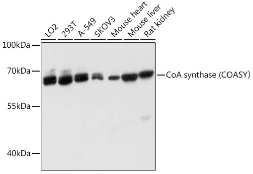 CoA synthase (COASY? Rabbit Polyclonal Antibody