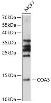 COA3 Rabbit Polyclonal Antibody