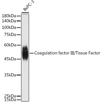 Coagulation factor III/Tissue Factor Rabbit Polyclonal Antibody