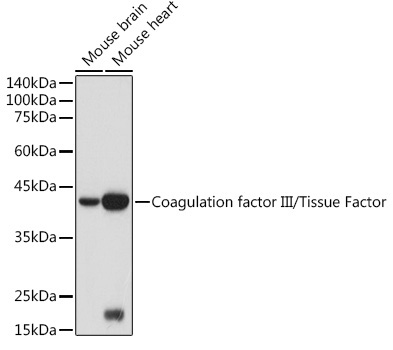 Coagulation factor III/Tissue Factor Rabbit Polyclonal Antibody - Image 2