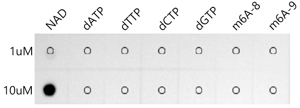 Coenzyme NAD Rabbit Monoclonal Antibody