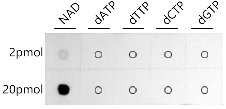 Coenzyme NAD Rabbit Polyclonal Antibody