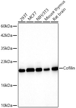 Cofilin Rabbit Monoclonal Antibody
