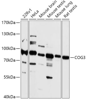 COG3 Rabbit Polyclonal Antibody