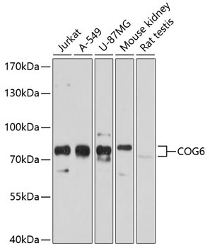 COG6 Rabbit Polyclonal Antibody
