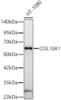 COL10A1 Rabbit Polyclonal Antibody
