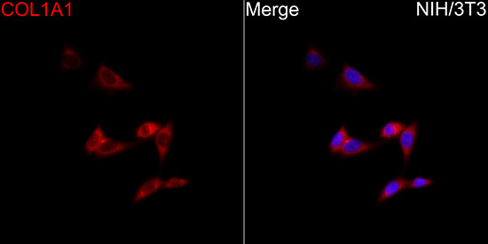 COL1A1 Rabbit Polyclonal Antibody - Image 2