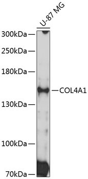 COL4A1 Rabbit Polyclonal Antibody