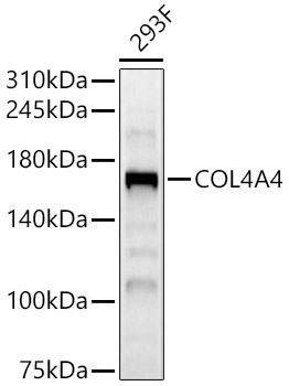 COL4A4 Rabbit Polyclonal Antibody