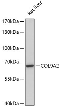 COL9A2 Rabbit Polyclonal Antibody