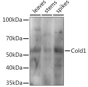Cold1 Rabbit Polyclonal Antibody