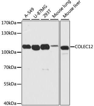 COLEC12 Rabbit Polyclonal Antibody