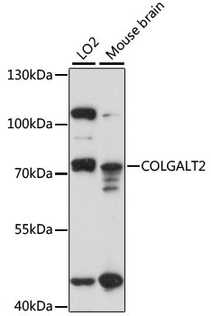 COLGALT2 Rabbit Polyclonal Antibody