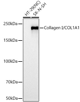 Collagen I/COL1A1 Rabbit Polyclonal Antibody