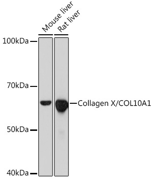 Collagen X/COL10A1 Rabbit Monoclonal Antibody
