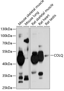 COLQ Rabbit Polyclonal Antibody