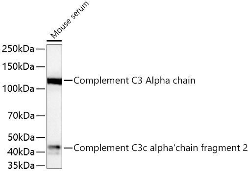 Complement C3 Rabbit Polyclonal Antibody
