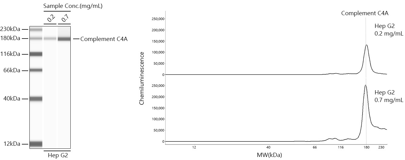 Complement C4A Rabbit Monoclonal Antibody
