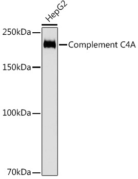 Complement C4A Rabbit Monoclonal Antibody - Image 2