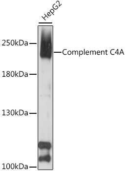 Complement C4A Rabbit Polyclonal Antibody