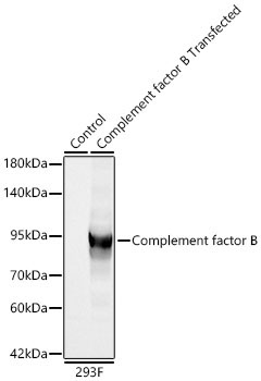 Complement factor B Rabbit Polyclonal Antibody