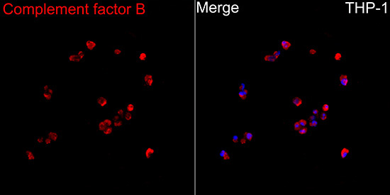 Complement factor B Rabbit Polyclonal Antibody - Image 2