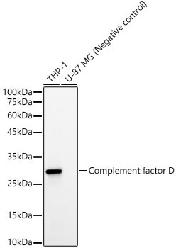 Complement factor D Rabbit Monoclonal Antibody