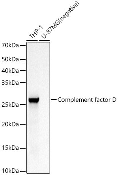 Complement factor D Rabbit Polyclonal Antibody