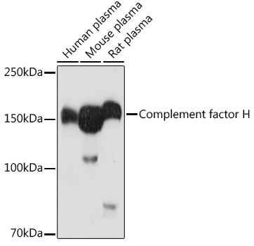 Complement factor H Rabbit Polyclonal Antibody