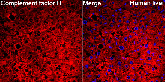 Complement factor H Rabbit Polyclonal Antibody - Image 3