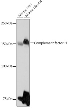 Complement factor H Rabbit Polyclonal Antibody