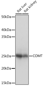 COMT Rabbit Monoclonal Antibody