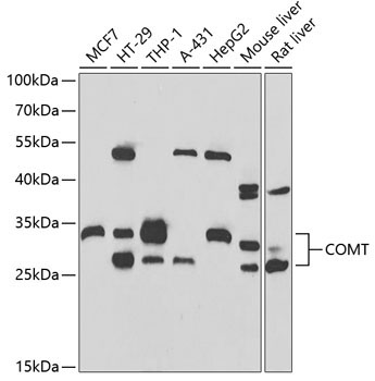 COMT Rabbit Polyclonal Antibody - Image 2