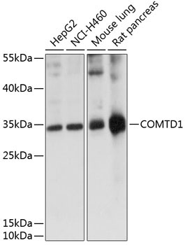 COMTD1 Rabbit Polyclonal Antibody