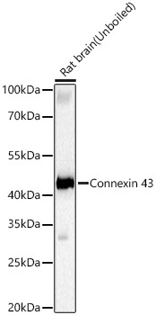 Connexin 43 Rabbit Monoclonal Antibody - Image 3