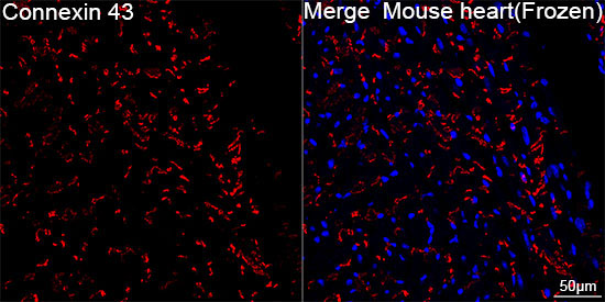 Connexin 43 Rabbit Monoclonal Antibody - Image 4