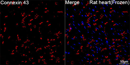 Connexin 43 Rabbit Monoclonal Antibody - Image 5