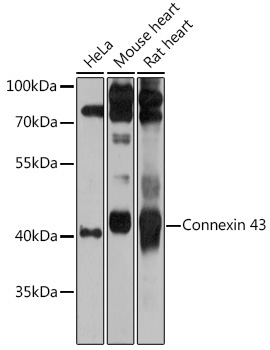 Connexin 43 Rabbit Polyclonal Antibody