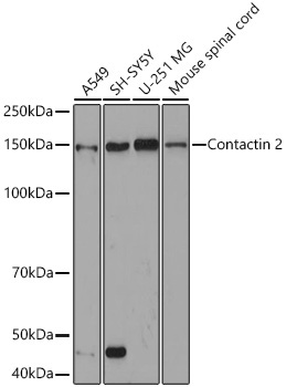 Contactin 2 Rabbit Monoclonal Antibody